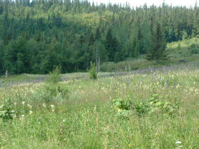 'Natureng' ved Breiset, Etnedal